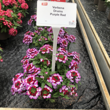 picture of Verbena