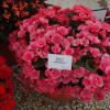 picture of begonia