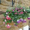 picture of fuchsia basket