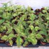 picture of wollemi pine
