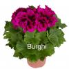 Pelargonium 
